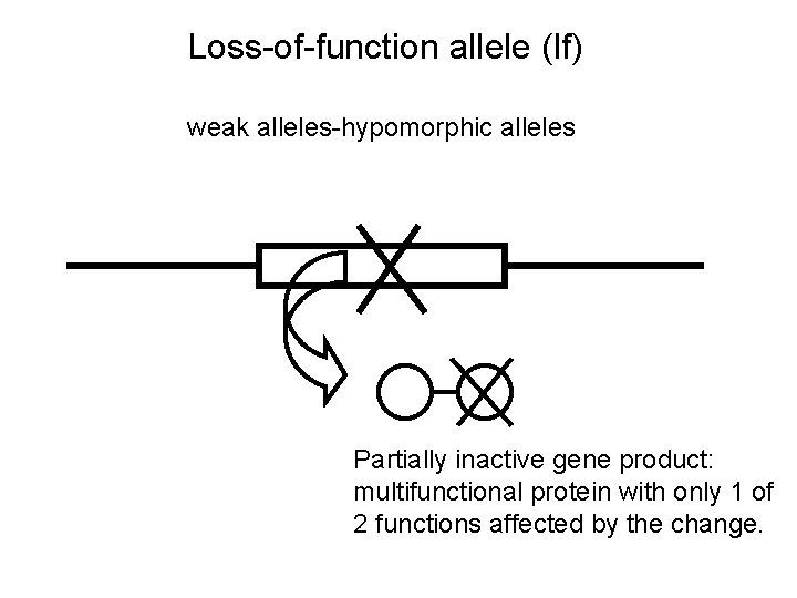 Loss-of-function allele (lf) weak alleles-hypomorphic alleles Partially inactive gene product: multifunctional protein with only