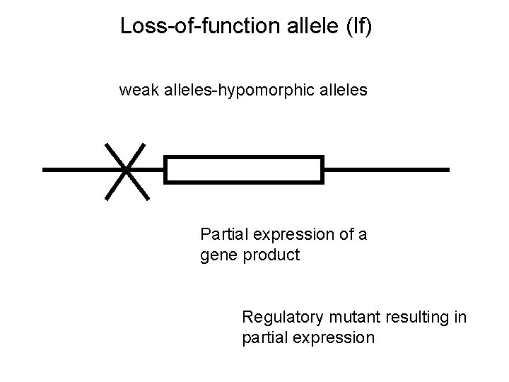 Loss-of-function allele (lf) weak alleles-hypomorphic alleles Partial expression of a gene product Regulatory mutant