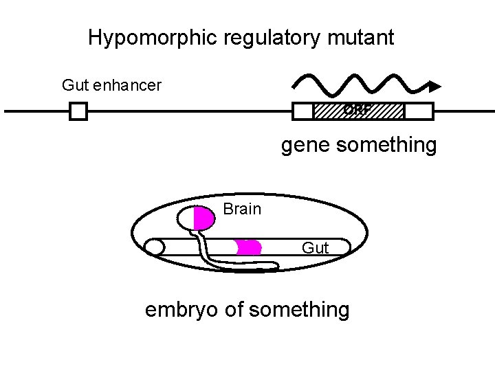 Hypomorphic regulatory mutant Gut enhancer ORF gene something Brain Gut embryo of something 