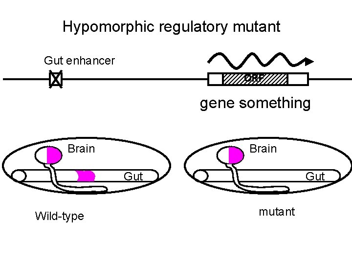 Hypomorphic regulatory mutant Gut enhancer ORF gene something Brain Gut Wild-type Gut mutant 