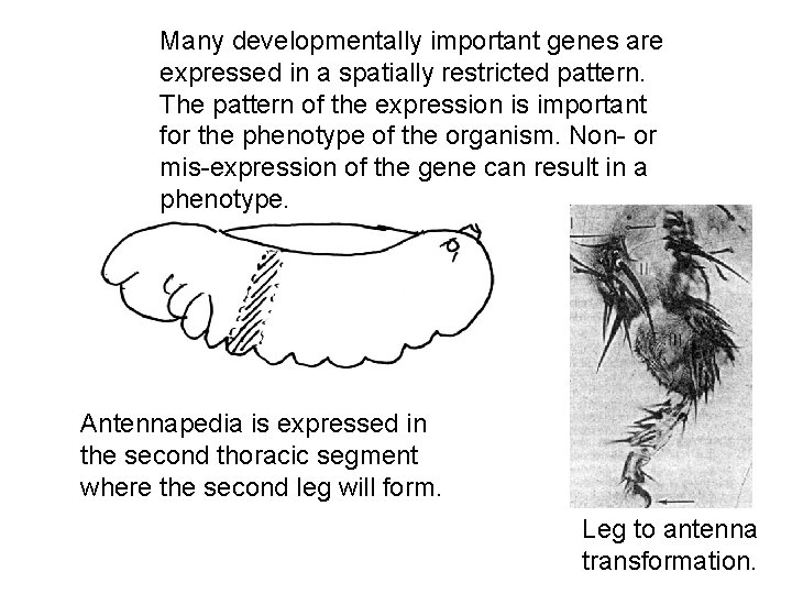 Many developmentally important genes are expressed in a spatially restricted pattern. The pattern of