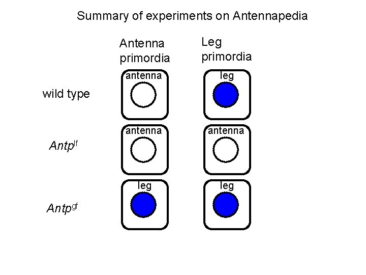 Summary of experiments on Antennapedia Antenna primordia Leg primordia antenna leg wild type Antplf