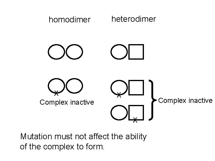 homodimer X Complex inactive heterodimer X Complex inactive X Mutation must not affect the