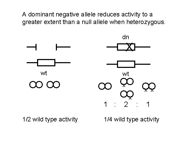 A dominant negative allele reduces activity to a greater extent than a null allele