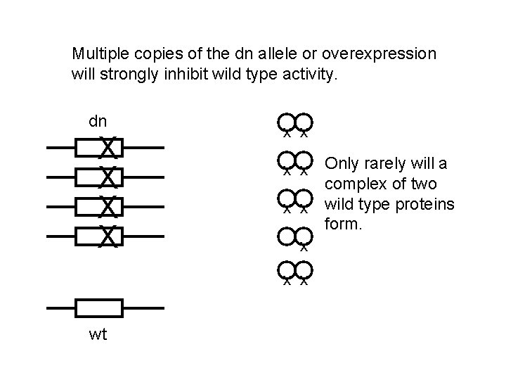 Multiple copies of the dn allele or overexpression will strongly inhibit wild type activity.