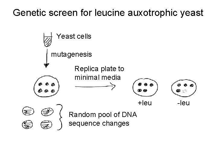 Genetic screen for leucine auxotrophic yeast Yeast cells mutagenesis Replica plate to minimal media