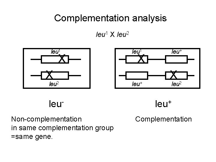 Complementation analysis leu 1 X leu 2 leu 1 X X leu 2 leu.