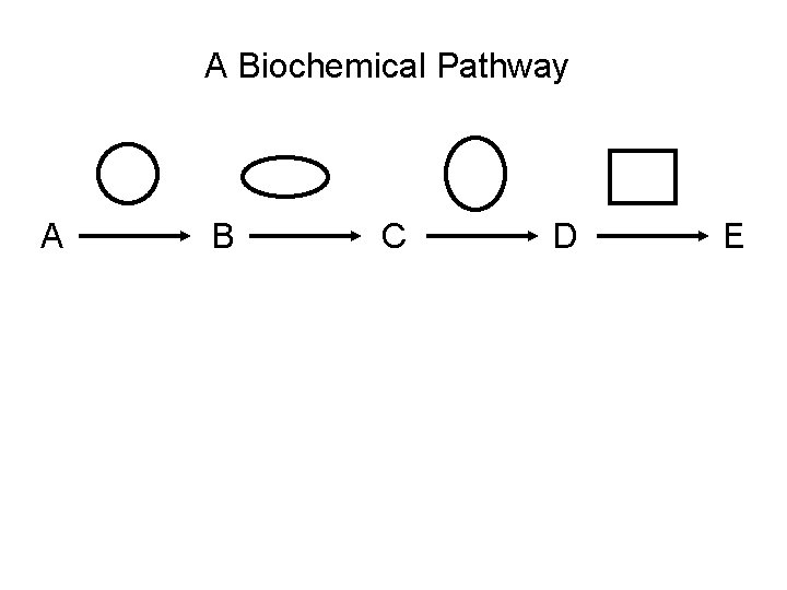 A Biochemical Pathway A B C D E 