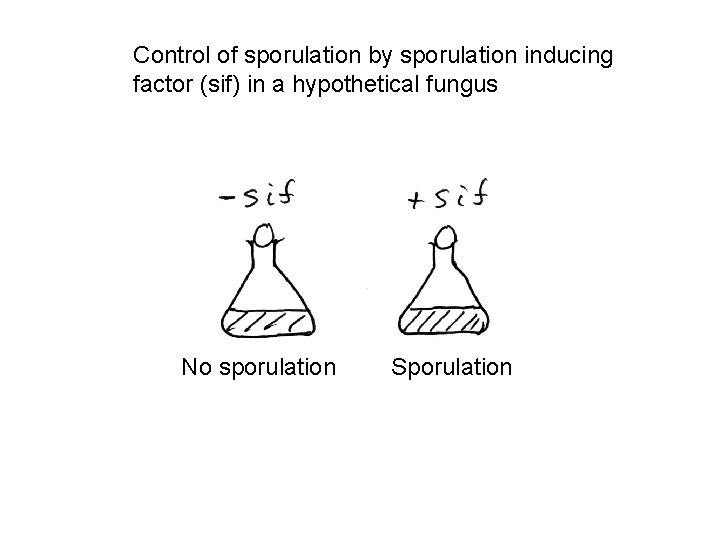 Control of sporulation by sporulation inducing factor (sif) in a hypothetical fungus No sporulation