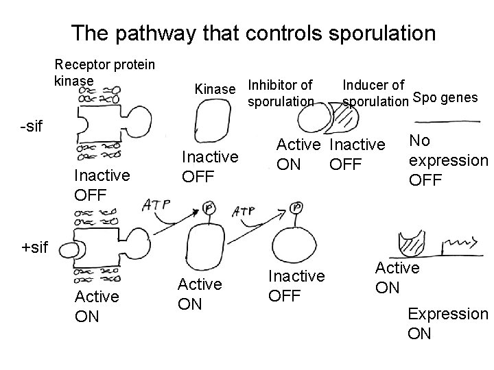 The pathway that controls sporulation Receptor protein kinase Kinase Inhibitor of sporulation Inducer of