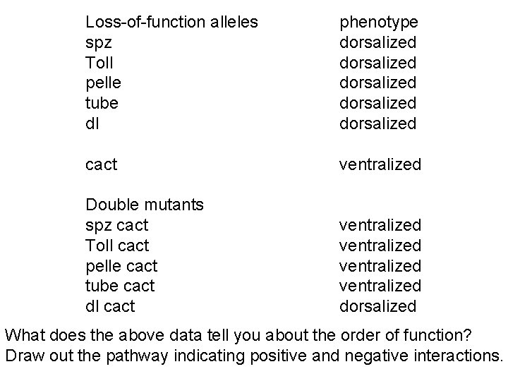 Loss-of-function alleles spz Toll pelle tube dl phenotype dorsalized dorsalized cact ventralized Double mutants