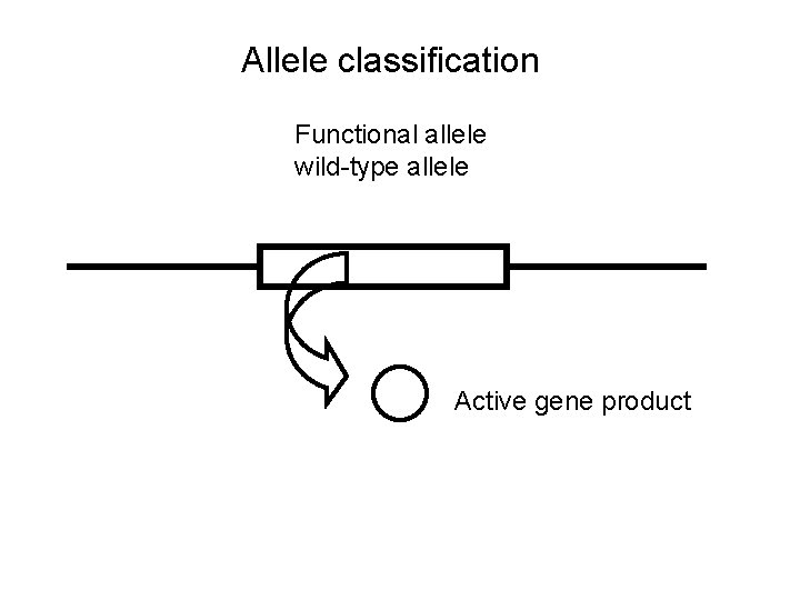 Allele classification Functional allele wild-type allele Active gene product 