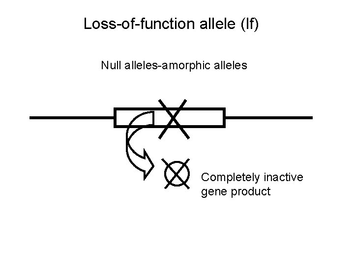 Loss-of-function allele (lf) Null alleles-amorphic alleles Completely inactive gene product 