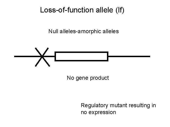 Loss-of-function allele (lf) Null alleles-amorphic alleles No gene product Regulatory mutant resulting in no