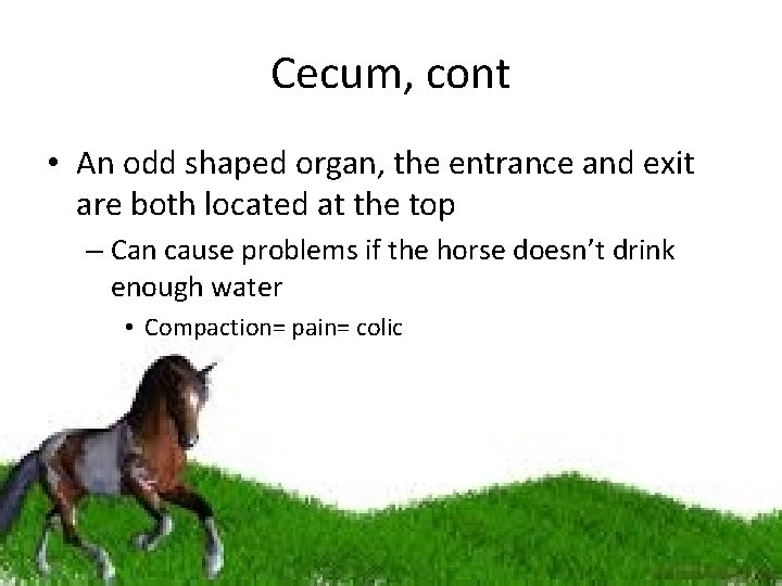 Cecum, cont • An odd shaped organ, the entrance and exit are both located