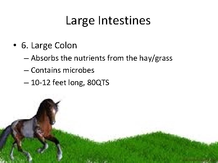 Large Intestines • 6. Large Colon – Absorbs the nutrients from the hay/grass –