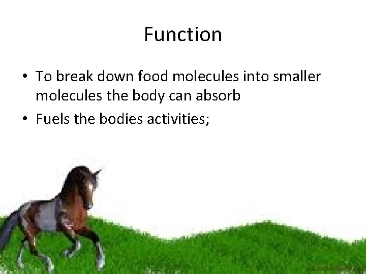 Function • To break down food molecules into smaller molecules the body can absorb