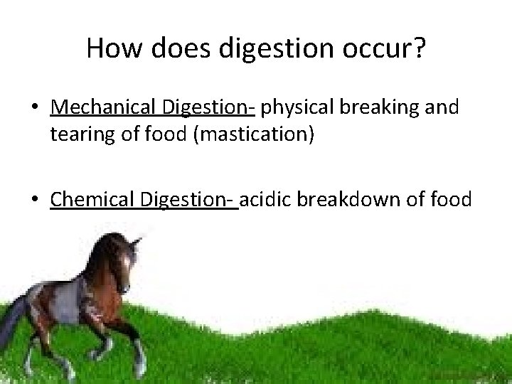 How does digestion occur? • Mechanical Digestion- physical breaking and tearing of food (mastication)