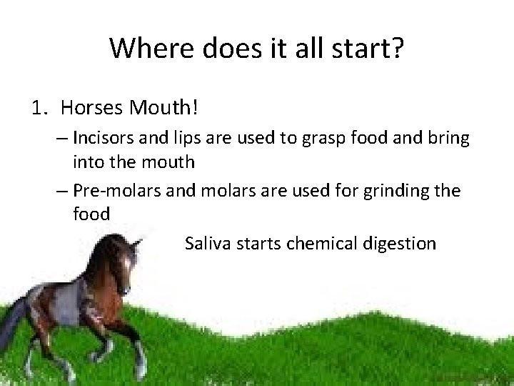 Where does it all start? 1. Horses Mouth! – Incisors and lips are used