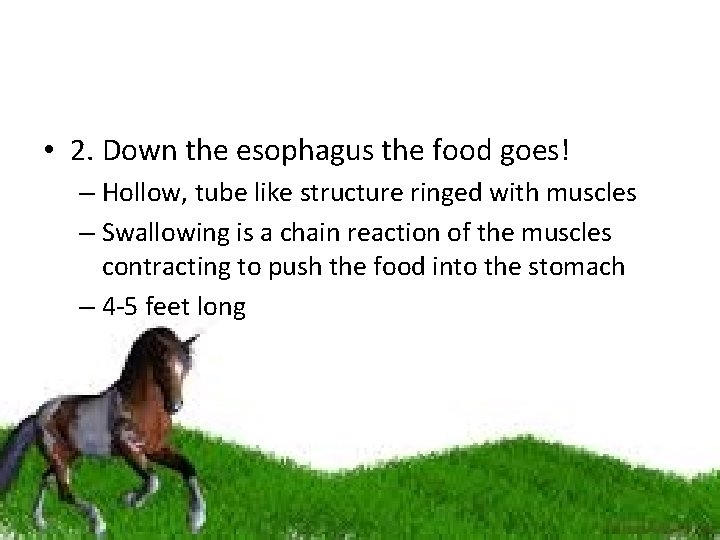 • 2. Down the esophagus the food goes! – Hollow, tube like structure