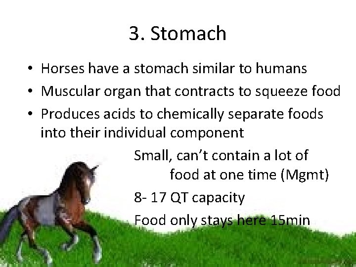 3. Stomach • Horses have a stomach similar to humans • Muscular organ that