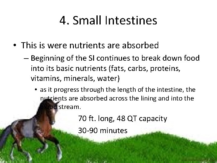 4. Small Intestines • This is were nutrients are absorbed – Beginning of the