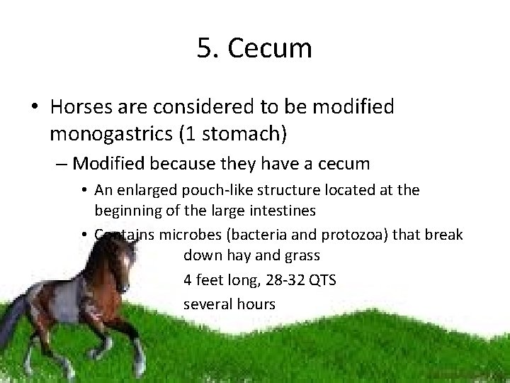 5. Cecum • Horses are considered to be modified monogastrics (1 stomach) – Modified