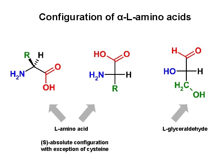 Configuration of α-L-amino acids L-amino acid (S)-absolute configuration with exception of cysteine L-glyceraldehyde 