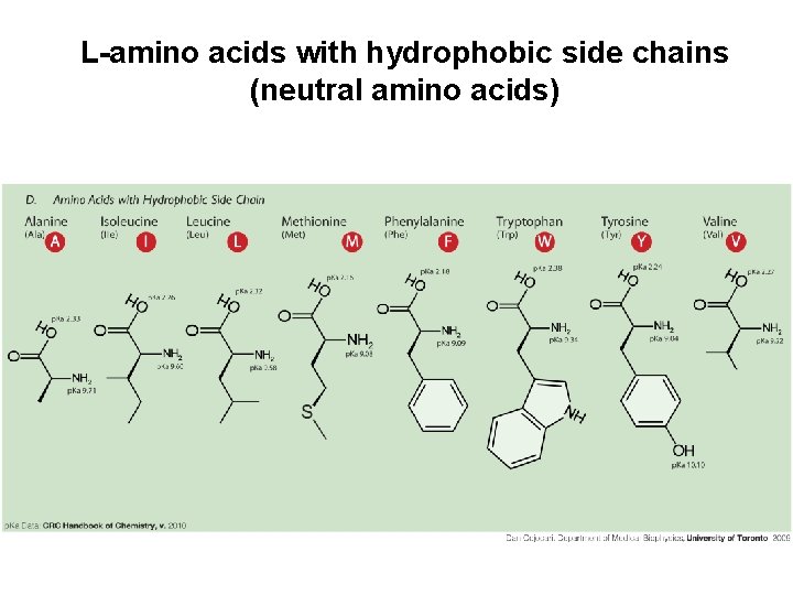 L-amino acids with hydrophobic side chains (neutral amino acids) 