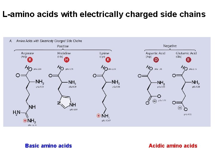 L-amino acids with electrically charged side chains Basic amino acids Acidic amino acids 