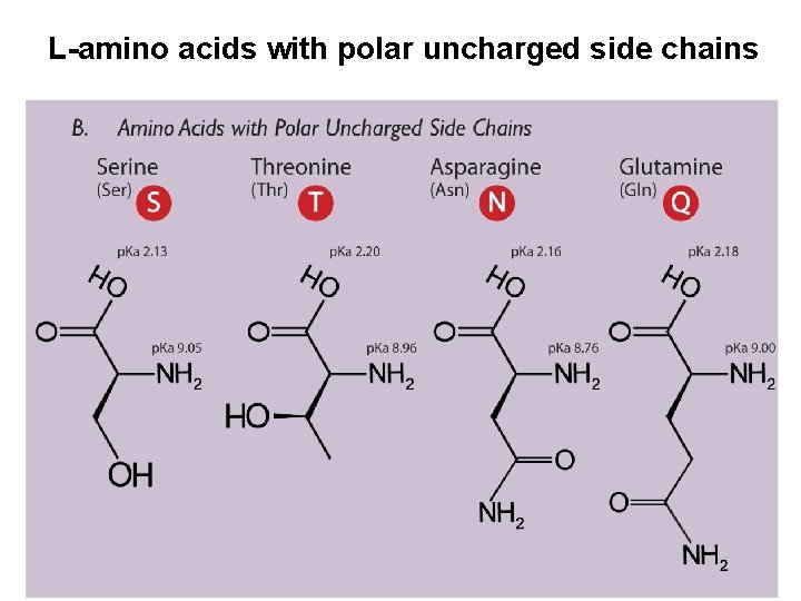 L-amino acids with polar uncharged side chains 