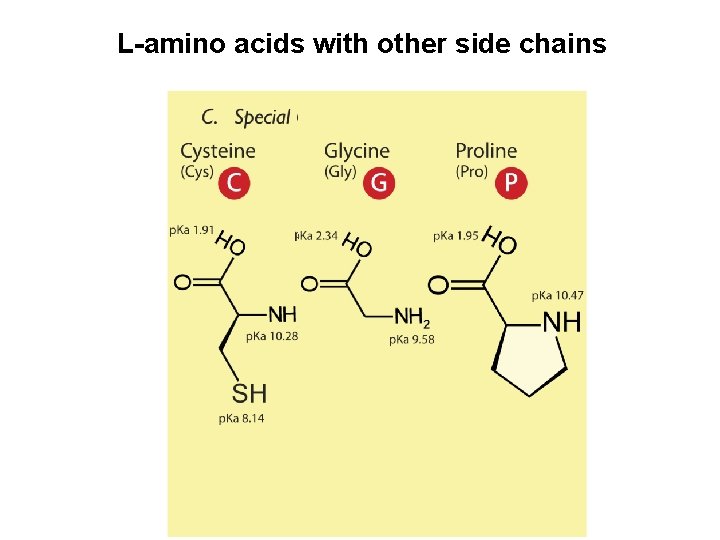 L-amino acids with other side chains 