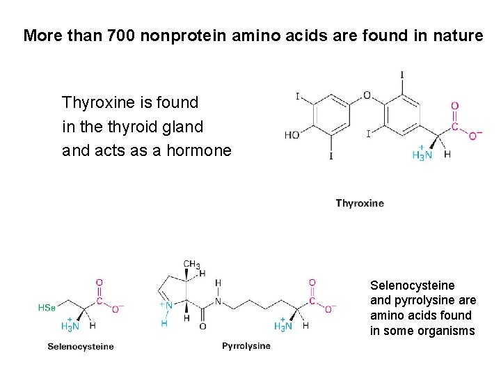 More than 700 nonprotein amino acids are found in nature Thyroxine is found in