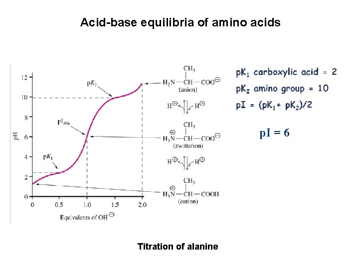 Acid-base equilibria of amino acids p. I = 6 Titration of alanine 