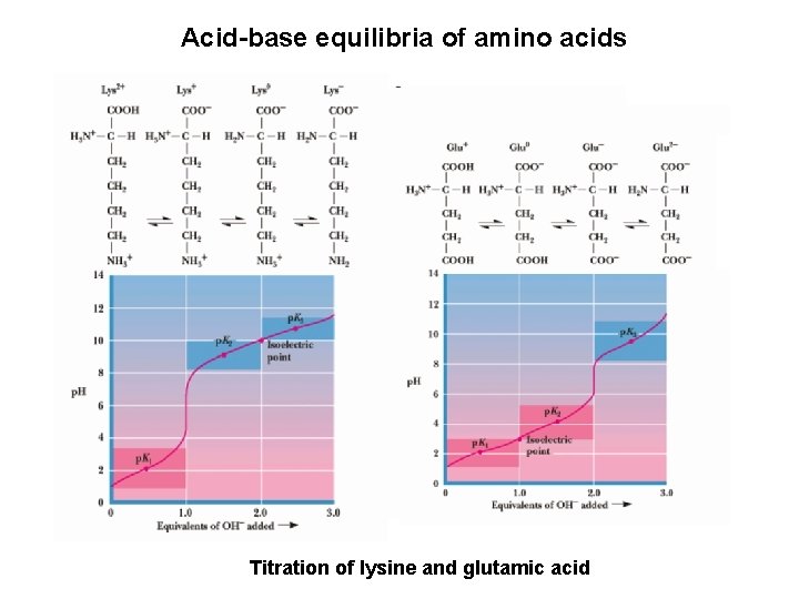 Acid-base equilibria of amino acids Titration of lysine and glutamic acid 