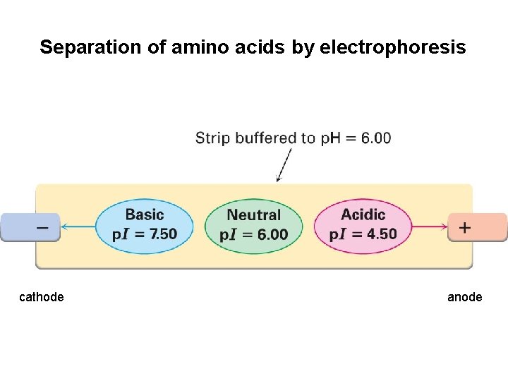 Separation of amino acids by electrophoresis cathode anode 