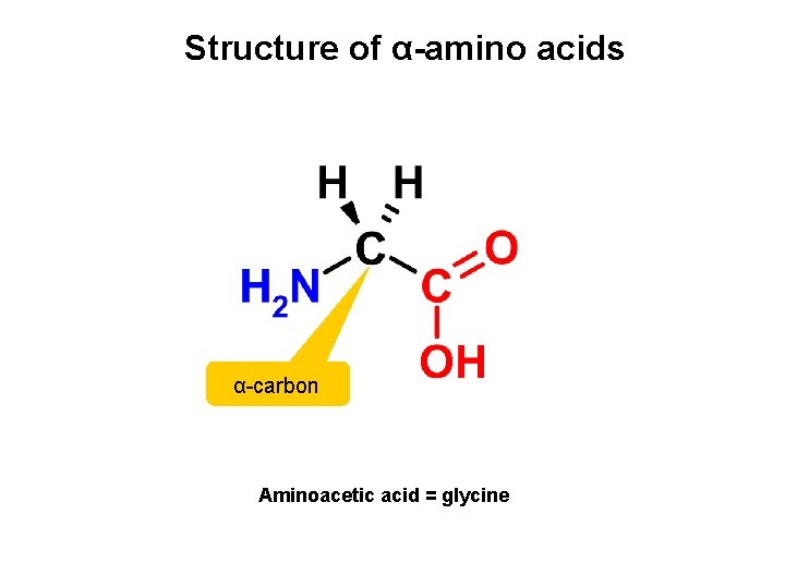 Structure of α-amino acids α-carbon Aminoacetic acid = glycine 