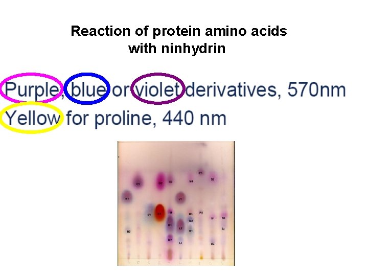 Reaction of protein amino acids with ninhydrin 