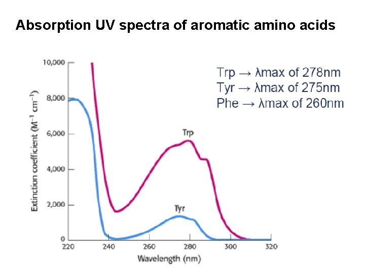 Absorption UV spectra of aromatic amino acids 