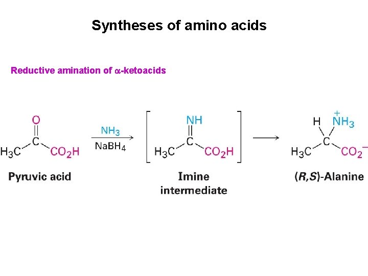 Syntheses of amino acids Reductive amination of -ketoacids 