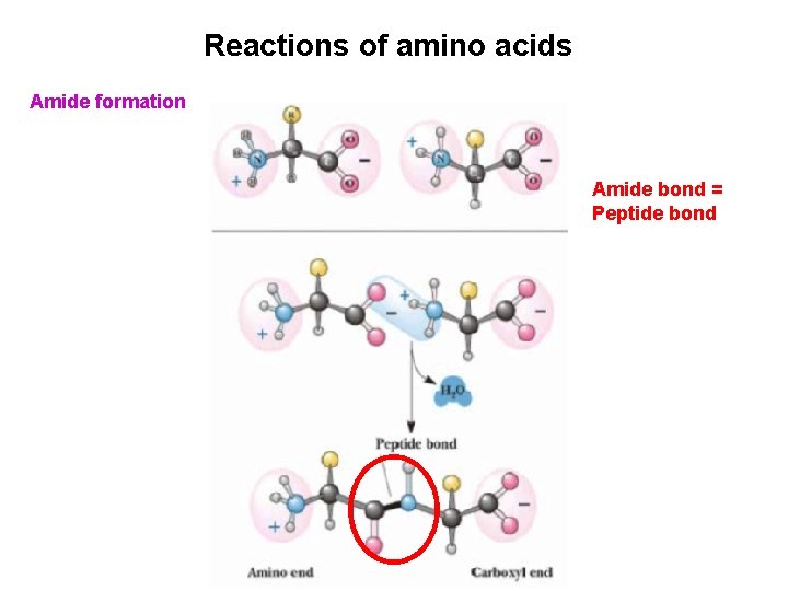 Reactions of amino acids Amide formation Amide bond = Peptide bond 