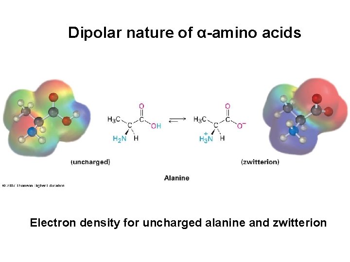 Dipolar nature of α-amino acids Electron density for uncharged alanine and zwitterion 