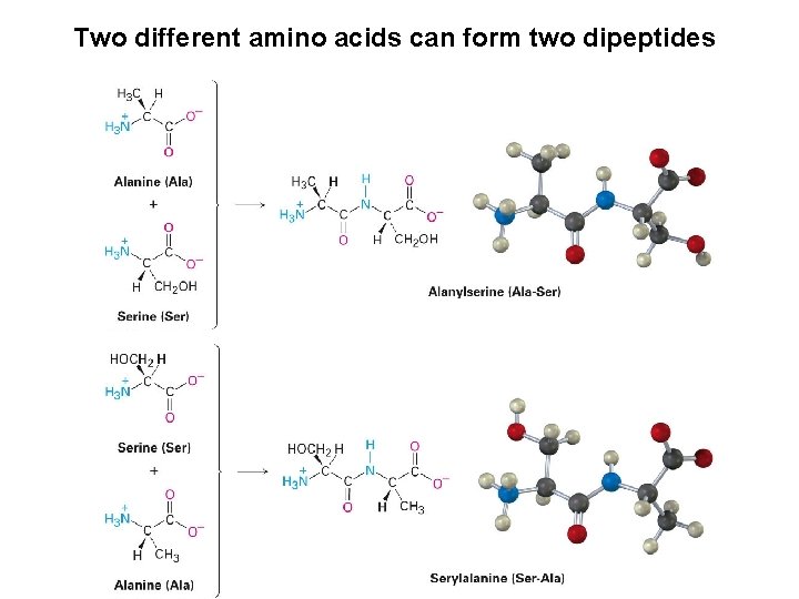 Two different amino acids can form two dipeptides 