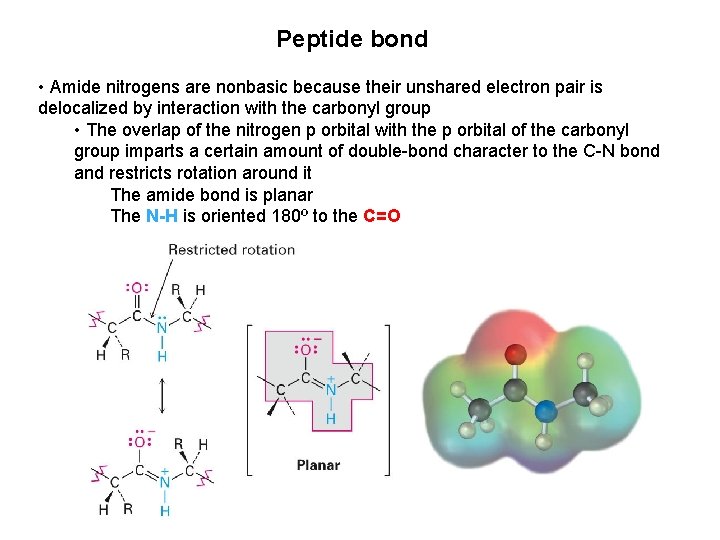 Peptide bond • Amide nitrogens are nonbasic because their unshared electron pair is delocalized