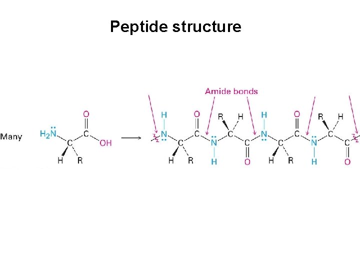 Peptide structure 