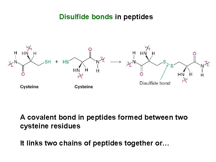 Disulfide bonds in peptides A covalent bond in peptides formed between two cysteine residues