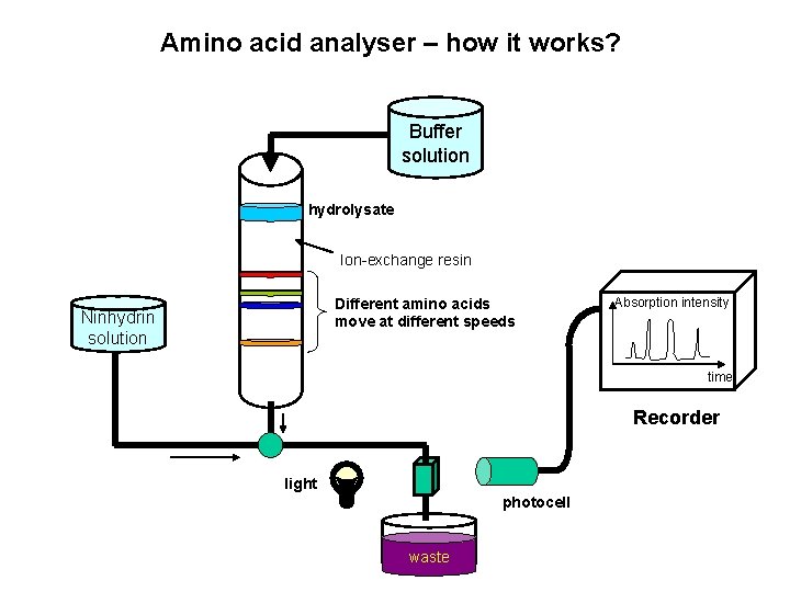 Amino acid analyser – how it works? Buffer solution hydrolysate Ion-exchange resin Different amino