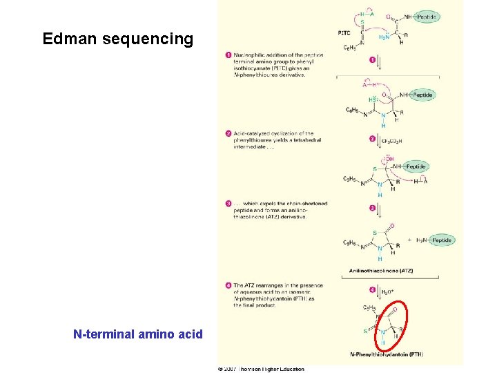 Edman sequencing N-terminal amino acid 