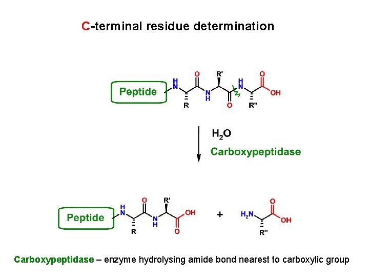 C-terminal residue determination Carboxypeptidase – enzyme hydrolysing amide bond nearest to carboxylic group 