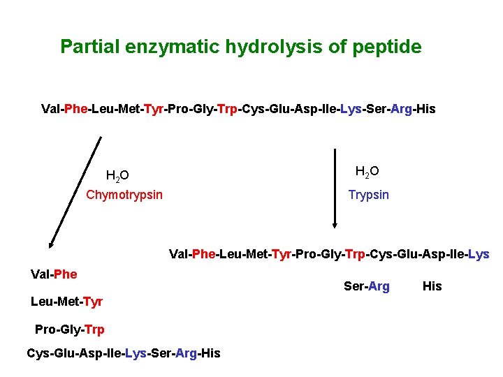 Partial enzymatic hydrolysis of peptide Val-Phe-Leu-Met-Tyr-Pro-Gly-Trp-Cys-Glu-Asp-Ile-Lys-Ser-Arg-His H 2 O Chymotrypsin Trypsin Val-Phe-Leu-Met-Tyr-Pro-Gly-Trp-Cys-Glu-Asp-Ile-Lys Val-Phe Leu-Met-Tyr